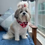 Fred ❤️ Frederico Augusto❤️ - @fred_storydog - Instagram