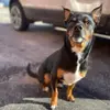 Leigha - @freddogsstory - TikTok