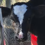 Fred Strange - @fredthefriesian - Instagram