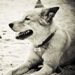 Fred Streetdog - @fred.streetdog - Instagram