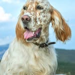 Fred Strong - @fredstrong8578 - Instagram