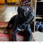 Fred Strong - @fredstrong8637 - Instagram