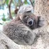 Fredy Studer - @fredy.studer - TikTok