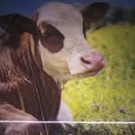Fred Swan - @demonkiller4335 - Instagram
