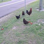 Fred Tait - @fredlarry9 - Instagram