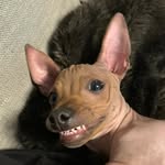 Fredrick Tatum - @hairless.fred - Instagram