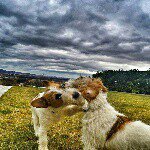 Fred & Ted 🐶 🐾 - @fred_ted_ - Instagram