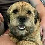 Freddie Telford - @freddietheborderterrier - Instagram