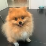 Fredteo🐶🐶 - @fredteo2022 - Instagram
