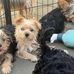 Yorkshire terrier for adoption and rehoming  - Facebook