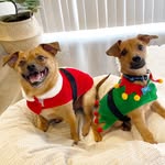 Fred and Thackery - @fred_and_thackery - Instagram
