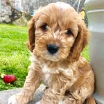 Freddy the Island Pup - @fredtheislandpup - Instagram