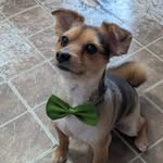 Freddy Thibodeau - @freddy_the_pomeranian_yorkie - Instagram