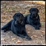 Thibodeaux and Fred - @thibodeaux_fred - Instagram