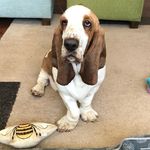 @fredthriftybasset - Instagram