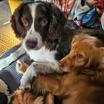 🐮 Tilly & Freddie 🐮 - @theoakspaniels_tilly_fred - Instagram
