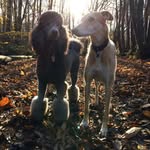 @fredandtilly - Instagram