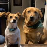 @its_a_dogs_life_fred_and_tilly - Instagram