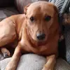 my little dogs 🥰 - @x.fred_tilly.x - TikTok