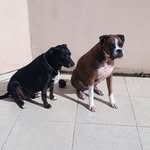 Tinoco Fred - @tinocoefred - Instagram