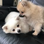 Fred e Toddy - @fred_toddy_ - Instagram