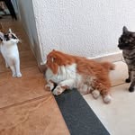 Fred, Tom e Olívia 😻 - @fred.tom.olivia - Instagram