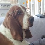 Fred Bassett - @fred_totten - Instagram