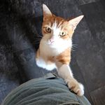 TriceraFred 😼 - @tricerafred - Instagram