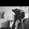 Fred&tyson - @fredsa7 - TikTok