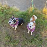 Dudley & Fred - @dudley_and_fred - Instagram