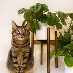 Fred & Ginger’s Urban Jungle - @foliage_and_felines - Instagram