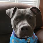 Fred Valentine - @fredvalentine_thepittie - Instagram