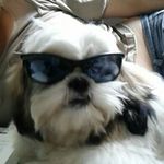Fred Ventura dos Santos - @fred_chichorrinho - Instagram