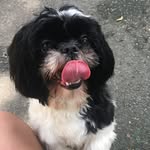 Fred Wagner 💙 - @fredwagner_shihtzu - Instagram
