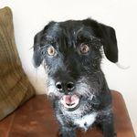 Fred Warren - @old_man_puppy - Instagram
