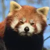 fredwellman826 - @fredwellman826 - TikTok