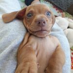 Fred Wesley - @fred_dachshund3 - Instagram
