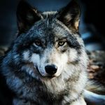 Fred Wesley - @killerwolf99832 - Instagram