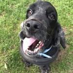 Freddie Westcott 🐶 - @freddiethedogxox - Instagram