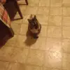 I'll dance dance dance - @fredwicker123 - TikTok