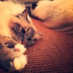 ❤️ Fred 💙 Malee 💚 Wilbur - @catstands4fluff - Instagram