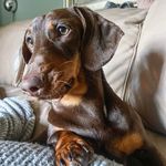 Simona Irene Bilibok - @wilbur_and_fred_sausages - Instagram