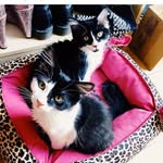 fred & willie - @kittensaga - Instagram