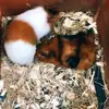 This is us Fred and Wilmer - @_xlaila_xguineapigs_x - TikTok