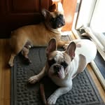 Fred and Winston - @fred_winstonthefunnyfrenchies - Instagram
