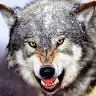 fred wolf - @fredwolf7 - TikTok