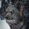 Fred Wolff - @fred.wolff - TikTok