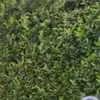Wynnefred - @wynnefred6 - TikTok