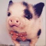 Fred Yeomans - @fred_not_yeomans - Instagram