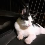 ♧Fred Žänëttï♧ - @fred_cat_zanetti - Instagram